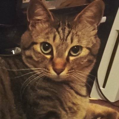 『しばき隊研究家』岡田晴道3's profile picture