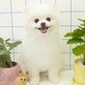 そよかぜ 的头像
