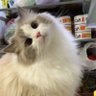 แจมมี่เหมียวว's profile picture