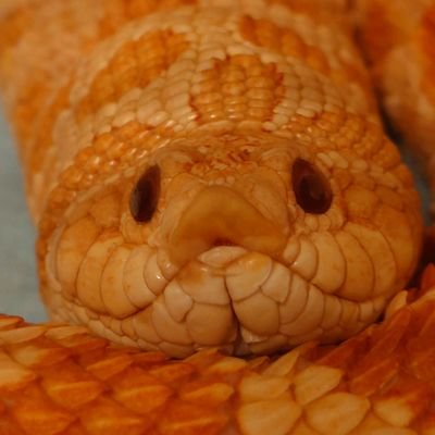 sweetteaolive's profile picture