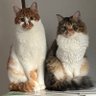 ねこにゃんにゃん's profile picture
