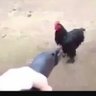 CuideSeñoraSuGayinero🔪🐔❌ 的头像
