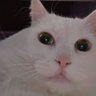 Фото профиля Son the Cat