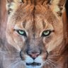 Profilbild von ArchAngelWon