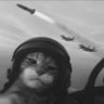 PeymanRad's profile picture