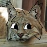 kitty lynxpaws profil fotoğrafı