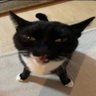 Profilbild von Borche