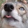 Фото профиля Local Coyote