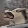 Profilbild von Streeters