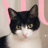 猫専務　高配当株式投資・累進・株主優待 profil fotoğrafı