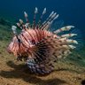 ハナミノカサゴ profil fotoğrafı
