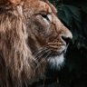 داریوش profil fotoğrafı
