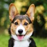 Фото профиля WATCHDOG ○●□■