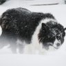 border_collie's profile picture