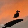 芜湖 profil fotoğrafı