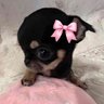 Фото профиля Pupper Yapper 🥏