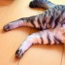 appppple m 的头像