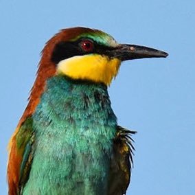 Birding Catalunya's profile picture