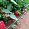Kianda Farm.'s profile picture