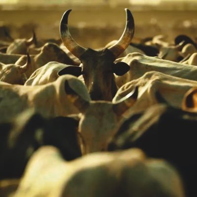 Sudan_Eyes's profile picture