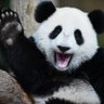 Chen Xiao's profile picture