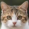 Profilbild von らいこ