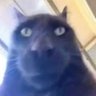 Profilbild von Pookie Billa