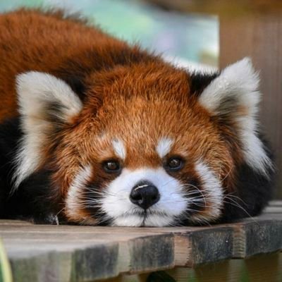 kemono0shota's profile picture