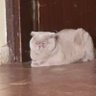 Jomana🇸🇦🦉 profil fotoğrafı