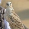 نظم القصيد 的头像