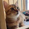 Chris(貝爾ベル)'s profile picture