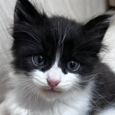 무강이's profile picture