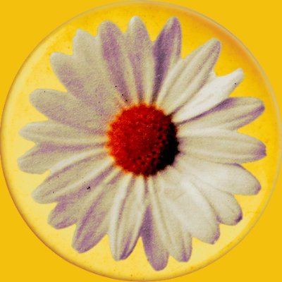 daisychainfield's profile picture