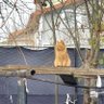 Ilgar Ani profil fotoğrafı