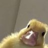 Фото профиля MrducksTV🔜PAXAUS