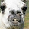 LlamaLips.eth profil fotoğrafı