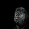 Profilbild von King Roddy