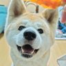 もふもふ団's profile picture