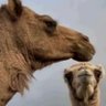 دموع الورد 的头像