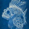 Vladimir de Fontaine's profile picture