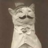 Profilbild von Cat Theory