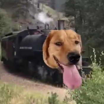 Train Dog Daily's profile picture