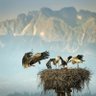 MayaNadlerWolf✝️ profil fotoğrafı