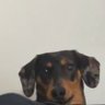 -XANKTUZ-'s profile picture