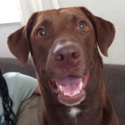 lis Prado's profile picture