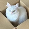 Profilbild von nyankitty in thebox