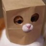 Profilbild von gatoconhipo