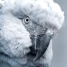 Sona profil fotoğrafı