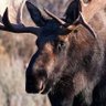 Moose1825 profil fotoğrafı