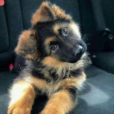 AnimalMagicMoments's profile picture